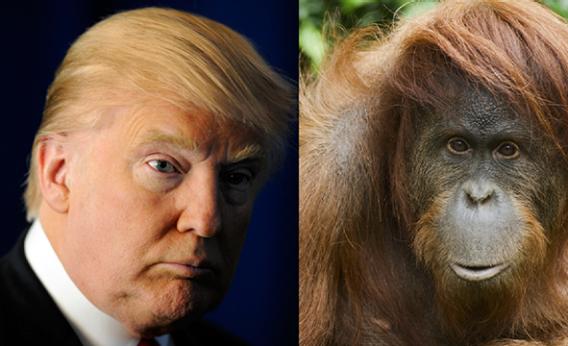 Donald Trump related to orangutan?