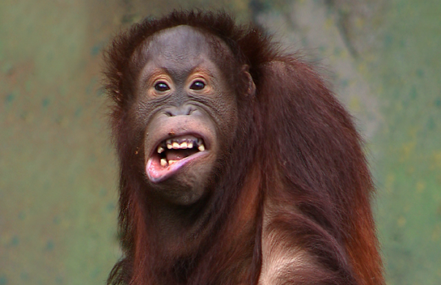 Warren Buffett: a monkey is a better investor than Trump