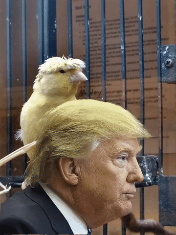 Donald Trump angry bird