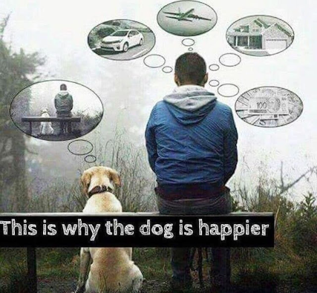 Dog Happiness